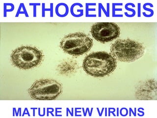 PATHOGENESIS 
MATURE NEW VIRIONS 
 