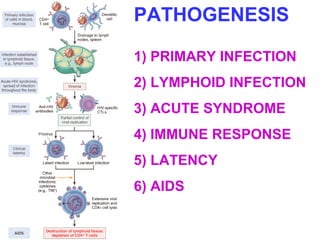PATHOGENESIS 
1) PRIMARY INFECTION 
2) LYMPHOID INFECTION 
3) ACUTE SYNDROME 
4) IMMUNE RESPONSE 
5) LATENCY 
6) AIDS 
 