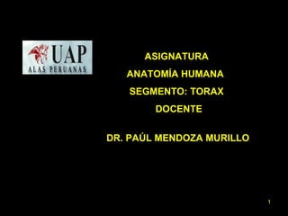 ASIGNATURA 
ANATOMÍA HUMANA 
SEGMENTO: TORAX 
DOCENTE 
DR. PAÚL MENDOZA MURILLO 
1 
 