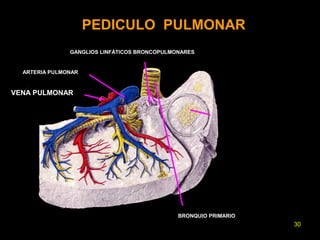 PEDICULO PULMONAR 
GANGLIOS LINFÁTICOS BRONCOPULMONARES 
ARTERIA PULMONAR 
BRONQUIO PRIMARIO 
VENA PULMONAR 
30 
 