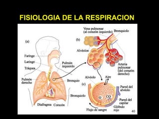 FISIOLOGIA DE LA RESPIRACION 
40 
 