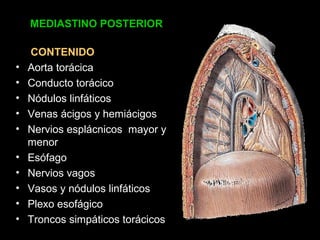 MEDIASTINO MPOESTDERIIOARSTINO 
CONTENIDO 
• Aorta torácica 
• Conducto torácico 
• Nódulos linfáticos 
• Venas ácigos y hemiácigos 
• Nervios esplácnicos mayor y 
menor 
• Esófago 
• Nervios vagos 
• Vasos y nódulos linfáticos 
• Plexo esofágico 
• Troncos simpáticos torácicos 
 