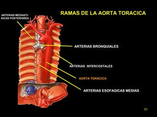 RAMAS DE LA AORTA TORACICA 
ARTERIAS BRONQUIALES 
ARTERIAS INTERCOSTALES 
AORTA TORÁCICA 
ARTERIAS ESOFAGICAS MEDIAS 
ARTERIAS MEDIASTI-NICAS 
POSTERIORES 
51 
 