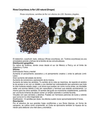 Rivea Corymbosa, la flor LSD natural (Drogas) Rivea corymbosa, semillas de flor con efectos de LSD. Baratas y legales. 
El xtabentún, coaxihuitl, bado, ololiuqui (Rivea corymbosa, sin. Turbina corymbosa) es una enredadera grande y leñosa de la familia de las convolvuláceas. 
Distribución geográfica 
Es nativa de América, donde crece desde el sur de México a Perú.y en el limite de Argentina y Turkia 
Efectos Estimulación física y mental. 
Aumenta el pensamiento asociativo y el pensamiento creativo ( onda la película Limit- Less) 
Gran aumento del estado de ánimo 
Aumento de conciencia y apreciación de la música. 
Aumento de todos los sentidos: Tu sentido de la vista se maximiza, de repente el cerebro te da acceso a ver con un detalle y una claridad tan sobresaliente que pareciera que toda la vida hubieras estado ciego, y es ahora que puedes ver como nunca antes, es inevitable soltar una sonrisa debido a eso tan maravilloso y hermoso que estarás aconteciendo. Lo mismo para los otros sentidos. El sentido del gusto se incrementa notablemente, pudiendo ser una lluvia inmensa de placer comer un simple caramelo ó comida favorita. 
Visuales con ojos cerrados y abiertos: Puedes ver hermosos patrones de luces y colores que nunca en tu vida imaginaste ver. 
Dosificación: 14 semillas por dosis. los efectos suelen durar aproximadamente 6 horas. 
Descripción Por el atractivo de sus grandes hojas cordiformes y sus flores blancas, en forma de campana, se cultiva como ornamental; en Cuba se aprovecha también la riqueza de su néctar para elaborar una miel clara y aromática.  