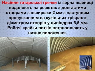 Насіння татарської гречки із зерна пшениці 
видаляють на решетах з довгастими 
отворами завширшки 2 мм з наступним 
пропусканням на кукільних трієрах з 
діаметром отворів у циліндрах 5,5 мм. 
Робочі крайки лотків встановлюють у 
нижнє положення. 
 