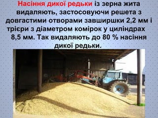 Насіння дикої редьки із зерна жита 
видаляють, застосовуючи решета з 
довгастими отворами завширшки 2,2 мм і 
трієри з діаметром комірок у циліндрах 
8,5 мм. Так видаляють до 80 % насіння 
дикої редьки. 
 