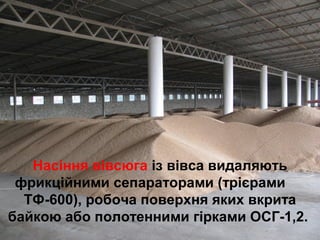 Насіння вівсюга із вівса видаляють 
фрикційними сепараторами (трієрами 
ТФ-600), робоча поверхня яких вкрита 
байкою або полотенними гірками ОСГ-1,2. 
 