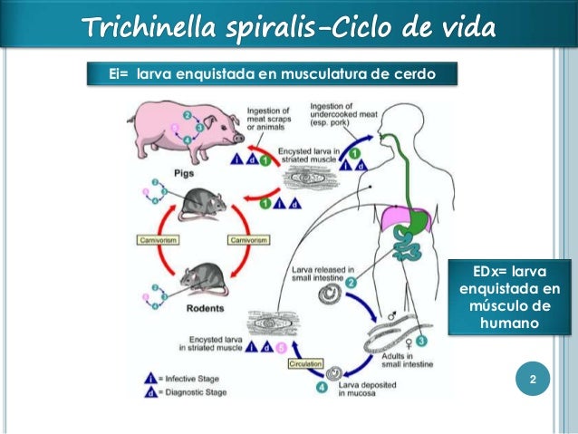 Ciclo De Vida De Trichinella Spiralis