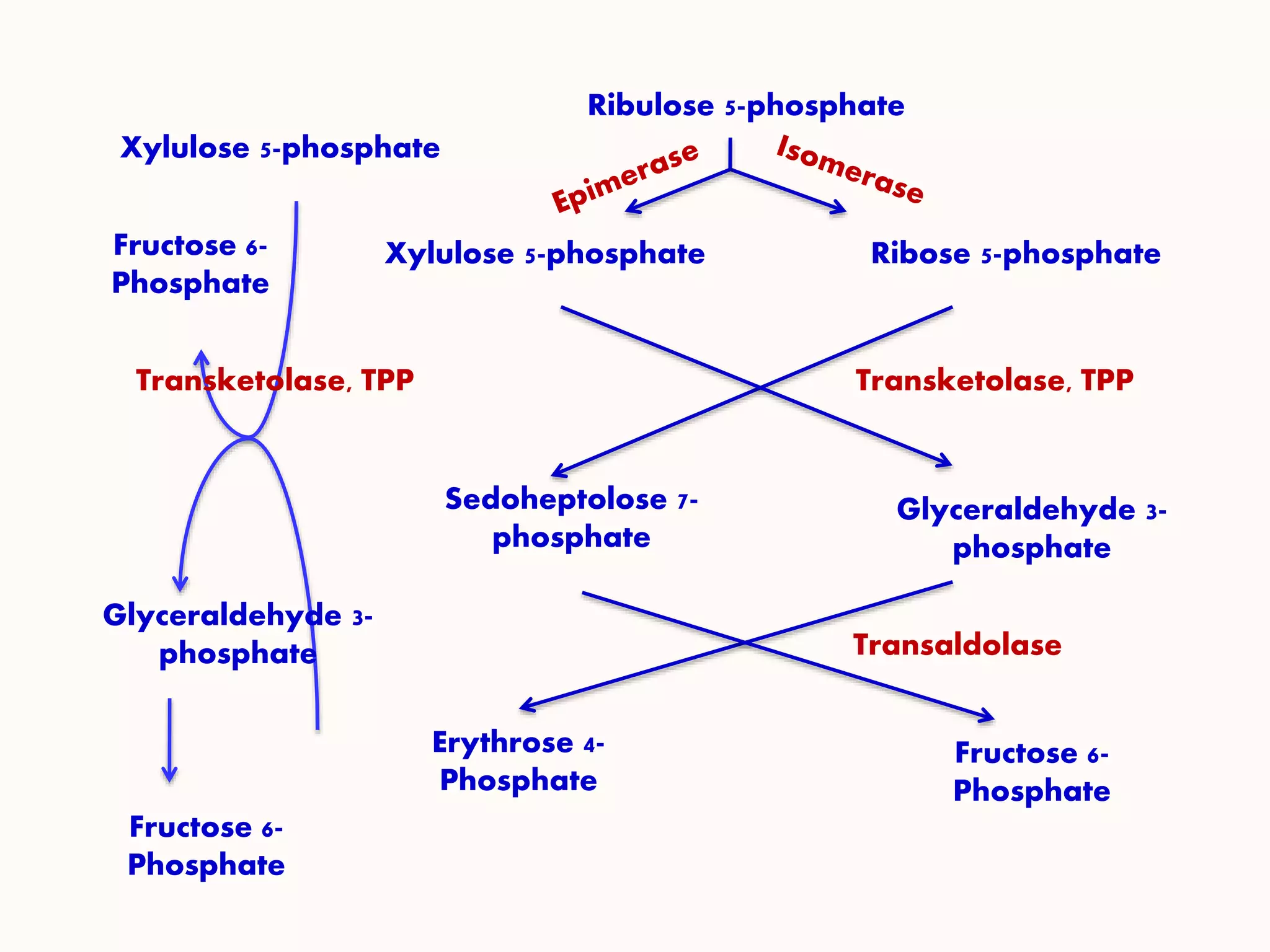 Ribulose 5-phosphate
Xylulose 5-phosphate Ribose 5-phosphate
Sedoheptolose 7-
phosphate
Glyceraldehyde 3-
phosphate
Transketolase, TPP
Erythrose 4-
Phosphate
Fructose 6-
Phosphate
Transaldolase
Xylulose 5-phosphate
Fructose 6-
Phosphate
Glyceraldehyde 3-
phosphate
Fructose 6-
Phosphate
Transketolase, TPP
 