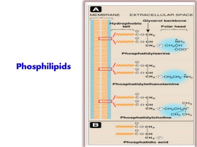 phospholipid chemical structure