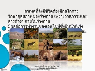 สาเหตุที่สิ่งมีชีวิตต้องมีกลไกการ
รักษาดุลยภาพของร่างกาย เพราะว่าสภาวะและ
สารต่างๆ ภายในร่างกาย
มีผลต่อการทำางานของเอนไซม์ซึ่งมีหน้าที่เร่ง
ปฏิกิริยาชีวเคมีต่างๆ ที่เกิดขึ้นภายในเซลล์และ
ร่างกาย
http://www.il.mahidol.ac.th/e-media/150charles-
darwin/images/Mammals1Part1.jpg
นางสาวกันต์กมล คุณรัตน์ ครู คศ.1
โรงเรียนสังวาลย์วิทยา
 