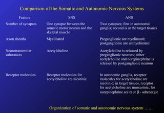 Comparison of the Somatic and Autonomic Nervous Systems
Feature SNS ANS
Number of synapses One synapse between the
somatic motor neuron and the
skeletal muscle
Two synapses; first in autonomic
ganglia; second is at the target tissues
Axon sheaths Myelinated Preganglionic are myelinated;
postganglionic are unmyelinated
Neurotransmitter
substances
Acetylcholine Acetylcholine is released by
preganglionic neurons; either
acetylcholine and norepinephrine is
released by postganglionic neurons
Receptor molecules Receptor molecules for
acetylcholine are nicotinic
In autonomic ganglia, receptor
molecules for acetylcholine are
nicotinic; in target tissues, receptor
for acetylcholine are muscarinic, for
norepinephrine are α or β - adrenergic
Organization of somatic and autonomic nervous syetem ……
 