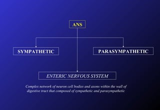 ANS
SYMPATHETIC PARASYMPATHETIC
ENTERIC NERVOUS SYSTEM
Complex network of neuron cell bodies and axons within the wall of
digestive tract that composed of sympathetic and parasympathetic
 