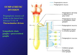 SYMPATHETIC
DIVISION
Preganglionic neuron cell
bodies in the lateral horn
between T1-S2 
Thoracolumbar divison
Sympathetic chain
ganglia = paravertebral
ganglia
 