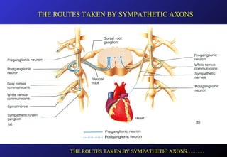 THE ROUTES TAKEN BY SYMPATHETIC AXONS
THE ROUTES TAKEN BY SYMPATHETIC AXONS……….
 