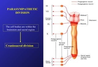 PARASYMPATHETIC
DIVISION
The cell bodies are within the
brainstem and sacral region
Craniosacral division
III
VII
IX
X
 