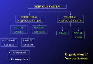 NERVOUS SYSTEM
PERIPHERAL
NERVOUS SYTEM
CENTRAL
NERVOUS SYETM
MOTOR
DIVISION
SENSORY
DIVISION
AUTONOMIC
SYSTEM
SOMATIC
SYSTEM
Sympathetic
Parasympathetic
Organization of
Nervous System
BRAIN SPINAL
CORD
 