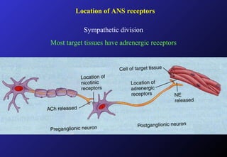 Location of ANS receptors
Sympathetic division
Most target tissues have adrenergic receptors
 