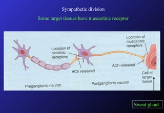 Sympathetic division
Some target tissues have muscarinic receptor
Sweat gland
 