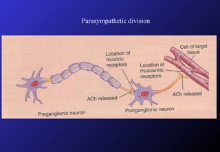 Parasympathetic division
 