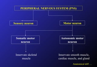 PERIPHERAL NERVOUS SYSTEM (PNS)
Sensory neuron Motor neuron
Somatic motor
neuron
Autonomic motor
neuron
Innervate smooth muscle,
cardiac muscle, and gland
Innervate skeletal
muscle
Anatomical diff …
 