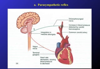 a. Parasympathetic reflex
 
