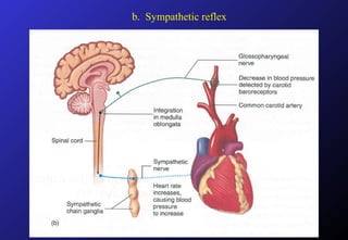 b. Sympathetic reflex
 