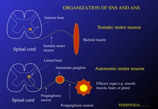 Spinal cord
Spinal cord
Somatic motor
neuron
Preganglionic
neuron
Postganglionic neuron
Skeletal muscle
Effector organ e.g. smooth
muscle, heart, or gland
Autonomic ganglion
Somatic motor neuron
Autonomic motor neuron
ORGANIZATION OF SNS AND ANS
PERIPHERAL …….
Anterior horn
Lateral horn
 