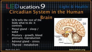 March 5 & 6, 2015
 SCN tells the rest of the
body what to do: it
controls
 Pineal gland – sleep /
wake
 Pituitary – growth, blood
pressure, reproduction
 Adrenal gland – stress
 Thyroid - metabolism
 