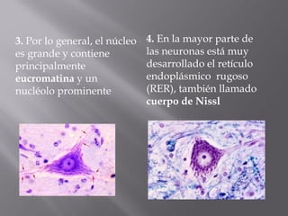 3. Por lo general, el núcleo
es grande y contiene
principalmente
eucromatina y un
nucléolo prominente
4. En la mayor parte de
las neuronas está muy
desarrollado el retículo
endoplásmico rugoso
(RER), también llamado
cuerpo de Nissl
 