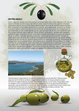 ZEYTİN AĞACI
Zeytin ağacının dünya üzerinde yetişen ve yetişmekte olan bütün ağaçların ilki olduğu
söylenmektedir. En eski bulgu Ege Denizi'ndeki Santorini Adası'nda yapılan arkeolojik
çalışmalara dayanır. Bu durumda zeytin yetiştiriciliğinin tarihi de ilk insanlara dayanmaktadır.
Eski Yunanlılar ve Romalılar zeytine karşı sevgi ve saygı göstererek ancak iyi ve dürüst
insanların zeytin toplamalarına izin verirlerdi. Bir beyaz güvercinin Nuh Peygamber’in
gemisine tufan sonrası canlılık belirtisi olarak, ağzında zeytin dalı ile dönmesi nedeniyle tarih
boyu barışın sembolü kabul edilmiştir. Gerek dostane yarışmaların, gerekse kanlı savaşların
galiplerine zeytin çelenkleri verilirdi. Ünlü kişilerin başları zeytinyağı ile ovulurdu ve insanlar
servet ve refahın zeytinden geldiğine inanırlardı. Zeytinyağı aynı zamanda bir merhem ve
güzel kokulu yağ olarak da kabul edilirdi. Zeytinyağı sporda da önemli bir role sahipti. Atletler
kaslarını esnek tutmak için düzenli olarak kaslarına zeytinyağı sürerlerdi. Olimpiyatlarda
kazananlara zeytin çelengi takılır, ödül olarak da bir yüzünde Tanrıça Atena'nın, diğer
yüzünde de yarıştığı sporun resmi olan özel amforalarda bulunan zeytinyağı verilirdi. Çok
eski çağlardan bu yana tüketilen zeytin, zamanla önemini daha da arttırmış, sofralardaki
daimi yerini alarak insan sağlığının önemli bir koruyucusu olmuştur. Besin değeri oldukça
yüksek olan zeytin, aynı zamanda yağıyla da sağlığa olan katkısını arttırmaktadır.
Tarihte Kydonia adıyla bilinen ve uzun bir serüveni bulunan Ayvalık M.Ö. 330’lara kadar
dayanan tarihi ile Roma ve Bizans uygarlıklarının ardından 15. yüzyıl ortalarına kadar
Osmanlı’nın egemenliğinde yaşadığı bilinmektedir. Ayvalık, bu tür kültür zenginliğinin yanı
sıra doğanın bütün güzellikleriyle bezenmiş, doğayla tarihin iç içe geçmiş beraberliğinin
yaşandığı, eşsiz güzellikteki bir yöremizdir. Çam ormanları ve zeytin bakımından zengin olan
ilçe Ege Denizi kıyısında olup Ayvalık Adaları adı verilen takımadalara sahiptir. İlçe
ekonomisi büyük ölçüde turizm ve zeytine bağlıdır.
 