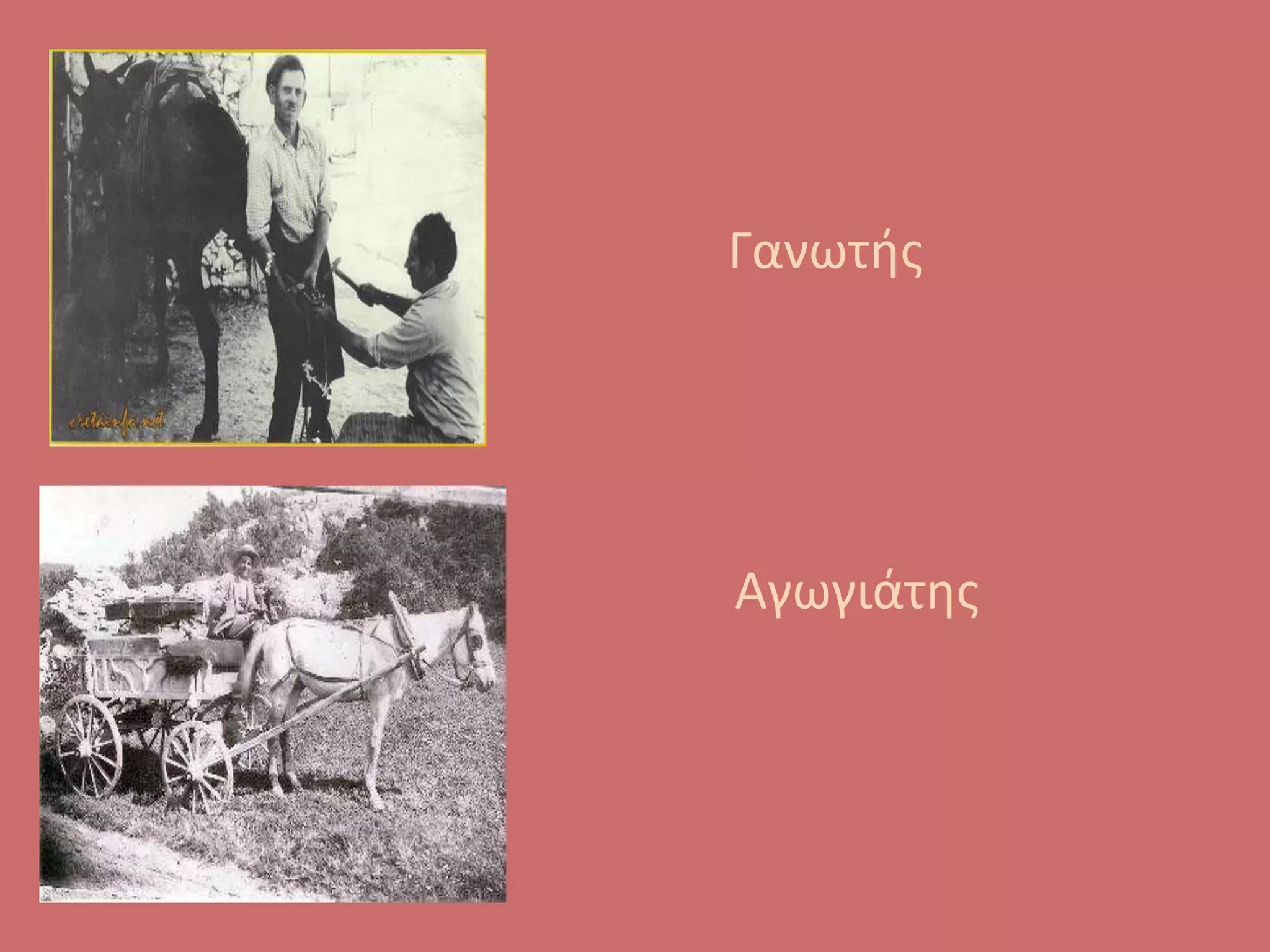 Γανωτής
Αγωγιάτης
 