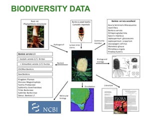 Banksia serrata L.f.
Kingdom: Plantae
Division:Magnoliophyta
Family:Proteaceae
Subfamily:Grevilleoideae
Tribe: Banksieae
Subtribe: Banksiinae
Genus: Banksia L.f.
Old Man Banksia
= Isostylis serrata (L.f.) Britten
Named
Root rot
Phytophthora cinnamomi
Pathogenof
Banksia jewel beetle
Cyrioides imperialis
Larvae mine
stems
Banksia serrata woodland
Acacia terminalis Allocasuarina
monilifera
Banksia serrata
Dillwyniaglaberrima
Epacris impressa
Leptospermum glaucescens
Leptospermum scoparium
Leucopogon collinus
Monotoca glauca
Philotheca virgata
Pimelea humilis
Community
member
Biologyand
ecology
Molecular
biology
Distribution
Literature
= Sirmuellera serrata (L.f.) Kuntze
Saw Banksia
BIODIVERSITY DATA
 