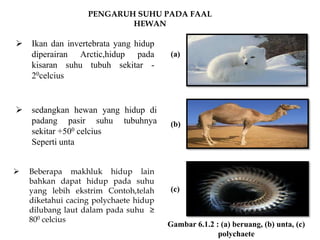  Ikan dan invertebrata yang hidup
diperairan Arctic,hidup pada
kisaran suhu tubuh sekitar -
20celcius
 sedangkan hewan yang hidup di
padang pasir suhu tubuhnya
sekitar +500 celcius
Seperti unta
 Beberapa makhluk hidup lain
bahkan dapat hidup pada suhu
yang lebih ekstrim Contoh,telah
diketahui cacing polychaete hidup
dilubang laut dalam pada suhu ≥
800 celcius
PENGARUH SUHU PADA FAAL
HEWAN
Gambar 6.1.2 : (a) beruang, (b) unta, (c)
polychaete
(a)
(b)
(c)
 