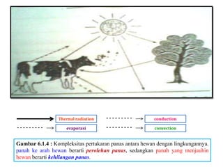 - - - - - - - - -
- - - - - - - - -
- - - - - - - - -
Thernal radiation
evaporasi
conduction
convection
Gambar 6.1.4 : Kompleksitas pertukaran panas antara hewan dengan lingkungannya.
panah ke arah hewan berarti perolehan panas, sedangkan panah yang menjauhin
hewan berarti kehilangan panas.
 