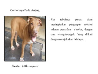 Contohnya Pada Anjing
Jika tubuhnya panas, akan
meningkatkan penguapan melalui
saluran pernafasan mereka, dengan
cara terengah-engah. Yang diikuti
dengan menjulurkan lidahnya.
Gambar 6.1.8 : evaporasi
 