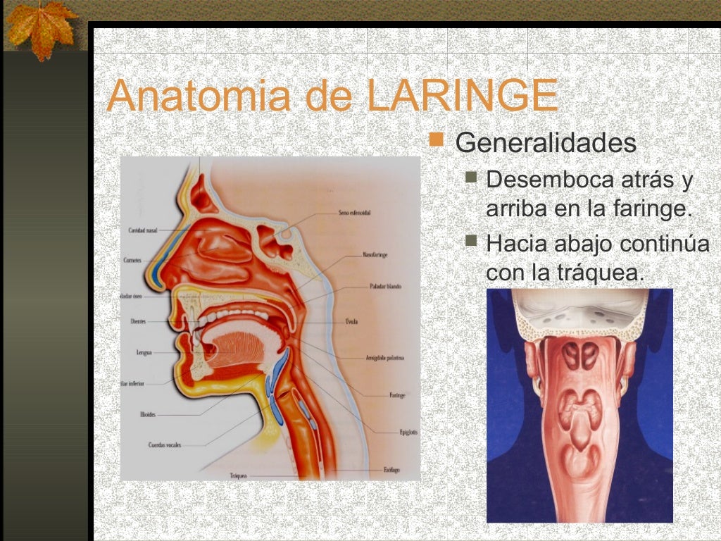 Porque A Laringe é Chamada Caixa De Voz