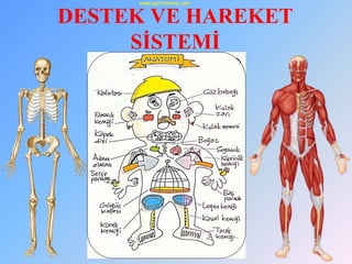 DESTEK VE HAREKET
SİSTEMİ
www.egitimhane.com
 