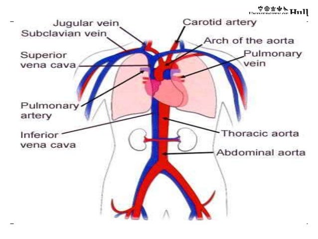 Cardiovascular system