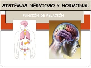 FUNCIÓN DE RELACIÓN
SISTEMAS NERVIOSO Y HORMONAL
 
