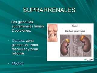 SUPRARRENALESSUPRARRENALES
Las glándulasLas glándulas
suprarrenales tienensuprarrenales tienen
2 porciones:2 porciones:
- Corteza:Corteza: zonazona
glomerular, zonaglomerular, zona
fascicular y zonafascicular y zona
reticular.reticular.
- MédulaMédula
 