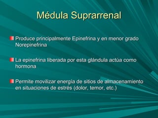 Médula SuprarrenalMédula Suprarrenal
Produce principalmente Epinefrina y en menor gradoProduce principalmente Epinefrina y en menor grado
NorepinefrinaNorepinefrina
La epinefrina liberada por esta glándula actúa comoLa epinefrina liberada por esta glándula actúa como
hormonahormona
Permite movilizar energía de sitios de almacenamientoPermite movilizar energía de sitios de almacenamiento
en situaciones de estrés (dolor, temor, etc.)en situaciones de estrés (dolor, temor, etc.)
 
