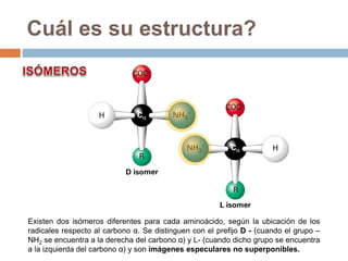 Cuál es su estructura?
Existen dos isómeros diferentes para cada aminoácido, según la ubicación de los
radicales respecto al carbono α. Se distinguen con el prefijo D - (cuando el grupo –
NH2 se encuentra a la derecha del carbono α) y L- (cuando dicho grupo se encuentra
a la izquierda del carbono α) y son imágenes especulares no superponibles.
 