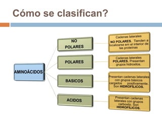 Cómo se clasifican?
 