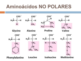 Aminoácidos NO POLARES
 