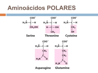 Aminoácidos POLARES
 