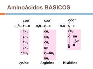 Aminoácidos BASICOS
 