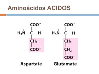Aminoácidos ACIDOS
 