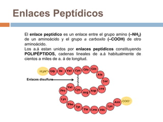 Enlaces Peptídicos
El enlace peptídico es un enlace entre el grupo amino (–NH2)
de un aminoácido y el grupo α carboxilo (–COOH) de otro
aminoácido.
Los a.á estan unidos por enlaces peptídicos constituyendo
POLIPÉPTIDOS, cadenas lineales de a.á habitualmente de
cientos a miles de a. á de longitud.
Enlaces disulfuro
 
