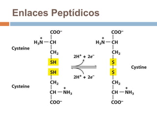 Enlaces Peptídicos
 